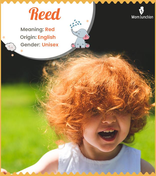 Reed Name Meaning, Origin, History, And Popularity