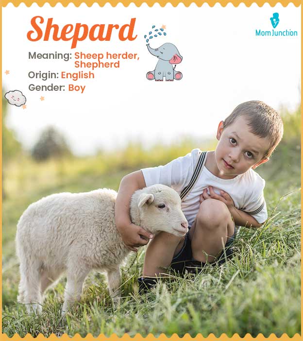 Shepard, a sheep herder