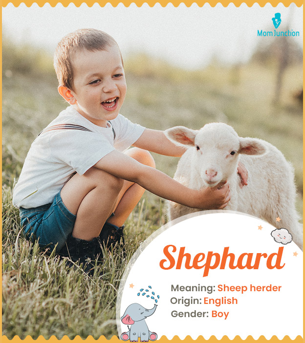 Shephard means a sheep herder