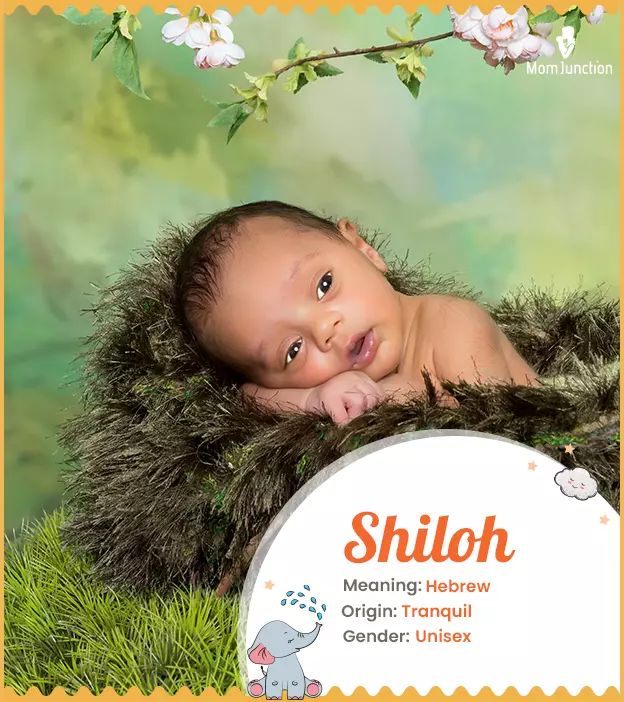 Shiloh Name Meaning, Origin, History, And Popularity