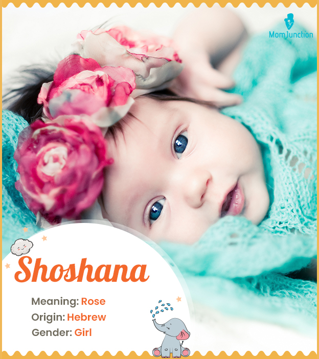 Shoshana, Rose
