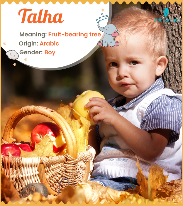 Talha, a name for boys with a rich cultural and historical background.