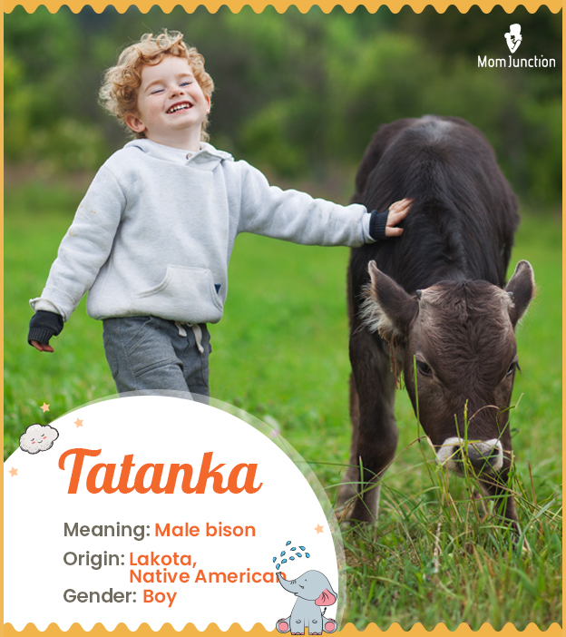 Tatanka, Male bison