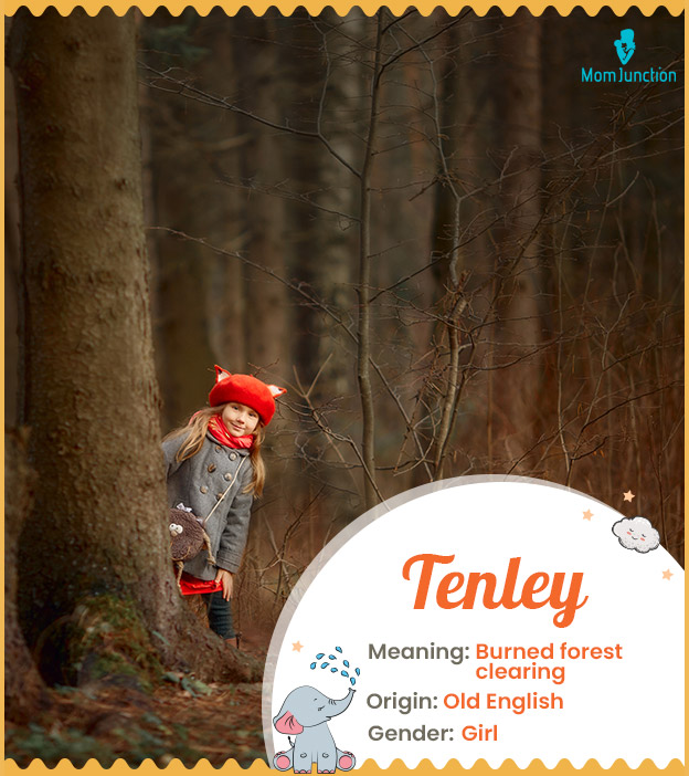 Tenley, clearing of a burned forest