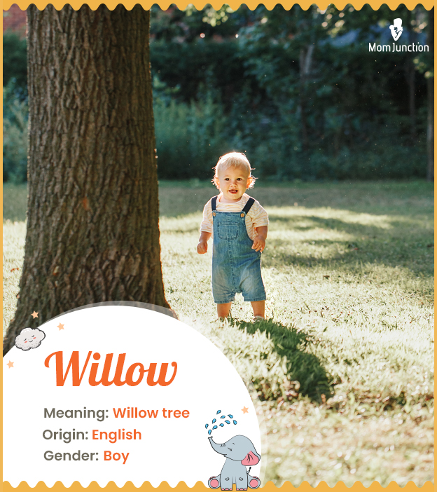 Willow, inspired by the willow tree