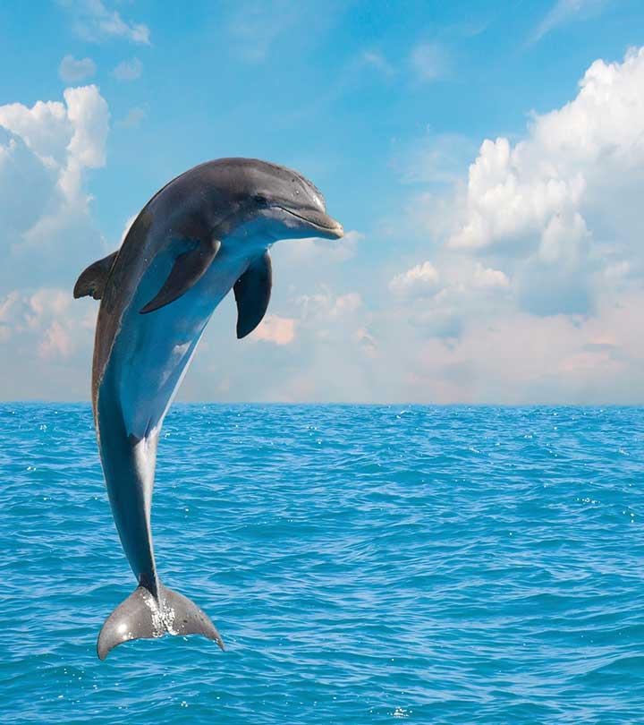 Bottlenose Dolphin Diagram