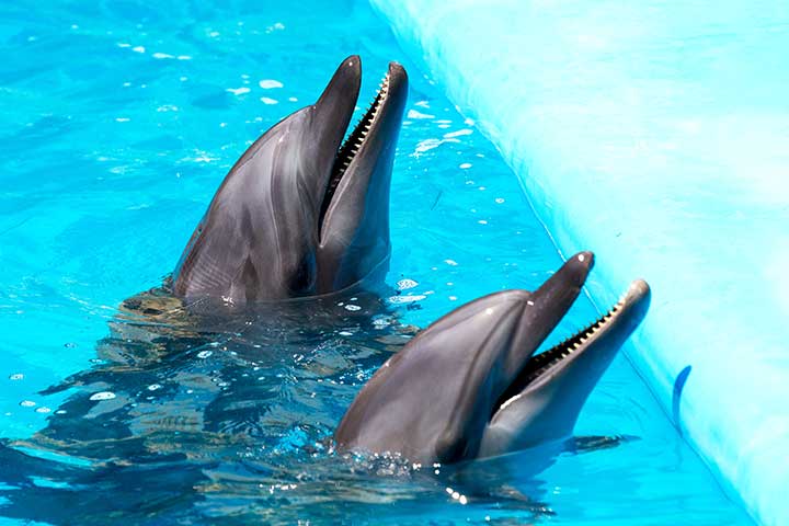 Dolphin skin does not have hair or sweat glands.