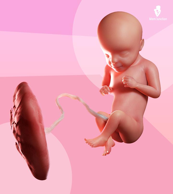 Lotus birth