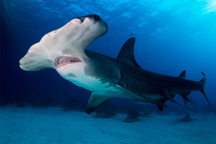 Hammerhead sharks have rectangular heads