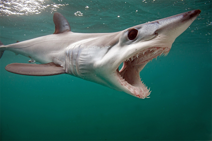 Mako sharks are predators with sharp, pointed teeth