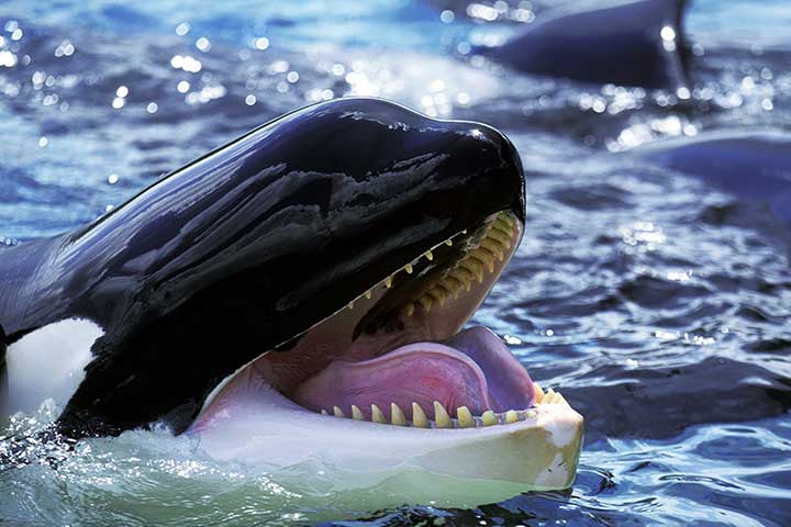 killer whale, longest living dolphin