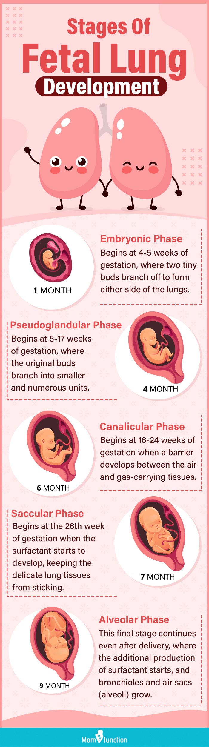 stages of fetal lung development (infographic)