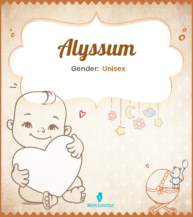 alyssum