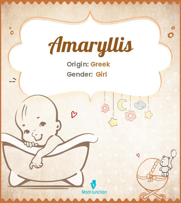 amaryllis amaryllis