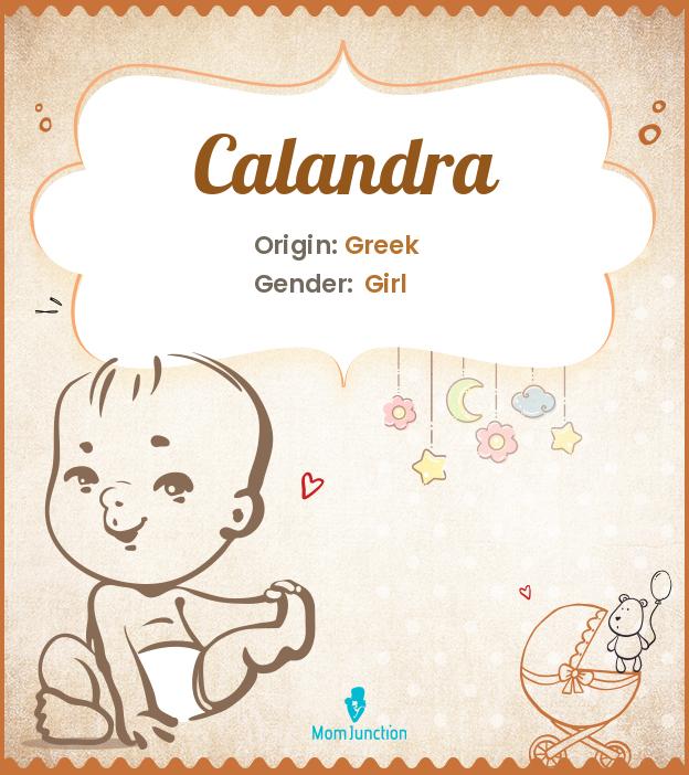 Calandra Calandra