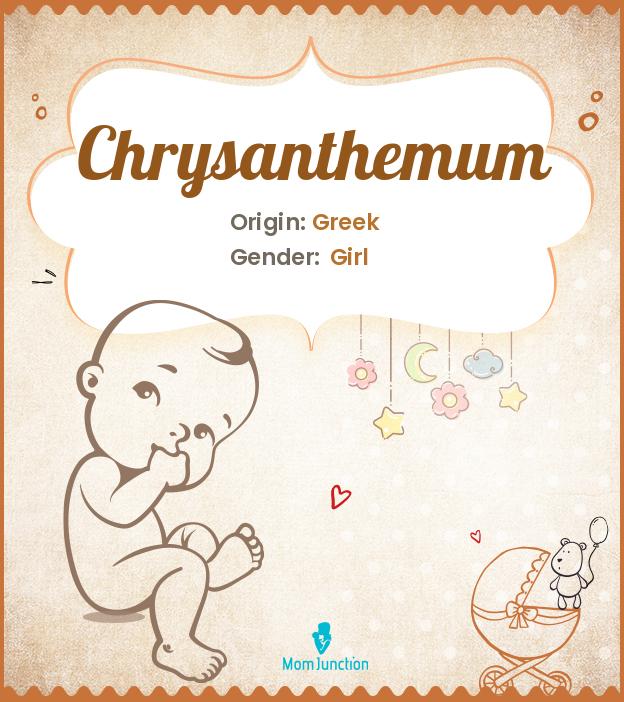 Chrysanthemum Meaning, Origin, Popularity