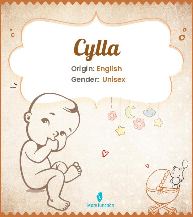 cylla cylla