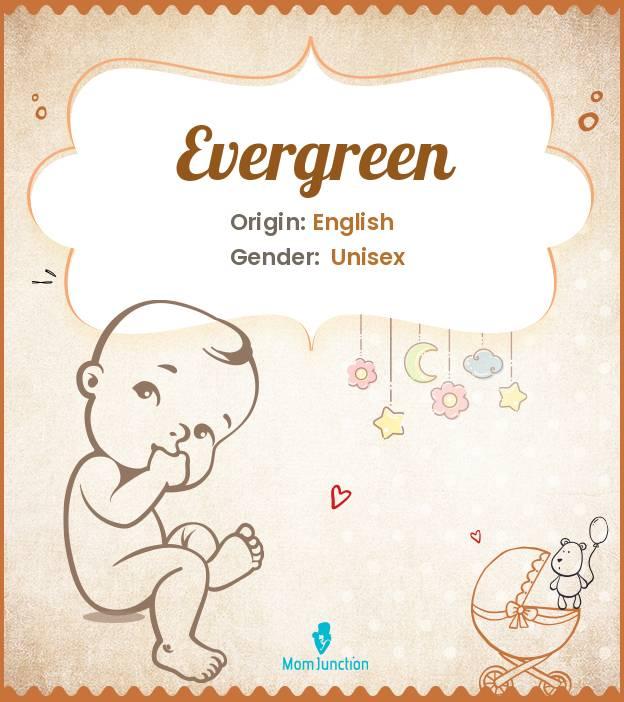 Explore Evergreen Meaning, Origin & Popularity MomJunction