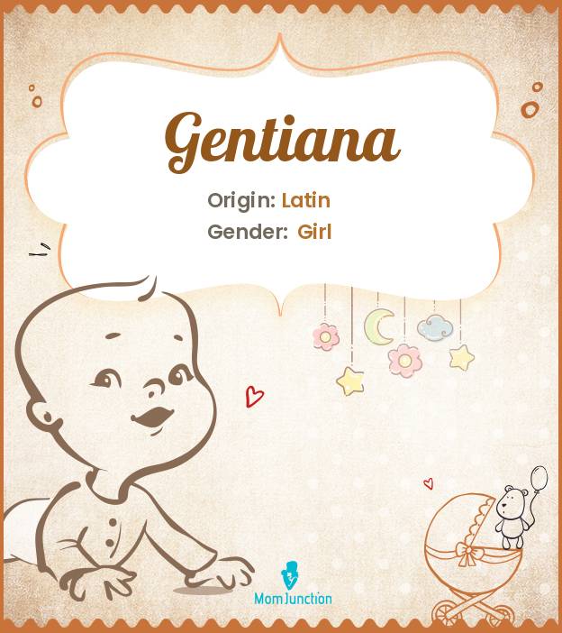 Gentiana